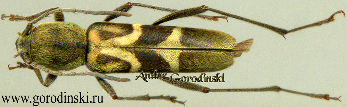 http://www.gorodinski.ru/cerambyx/Xylotrechus mucidulus.jpg